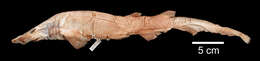 Image of Broadgill Catshark