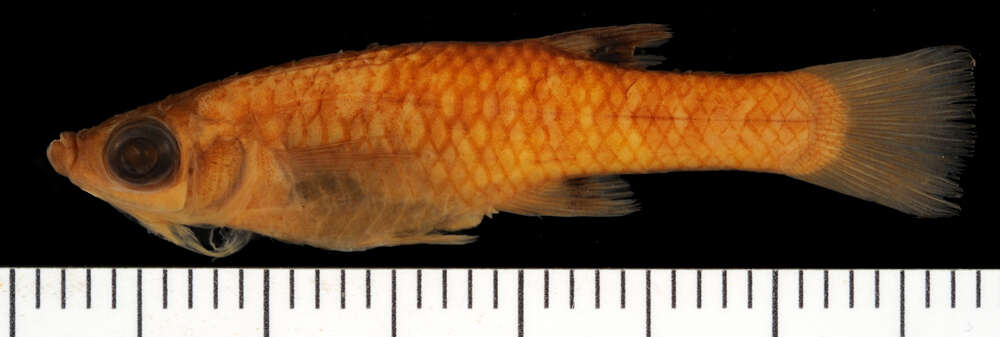 Image of Metallic Topminnow