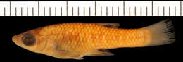 Image of Metallic Topminnow