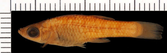 Image of Metallic Topminnow