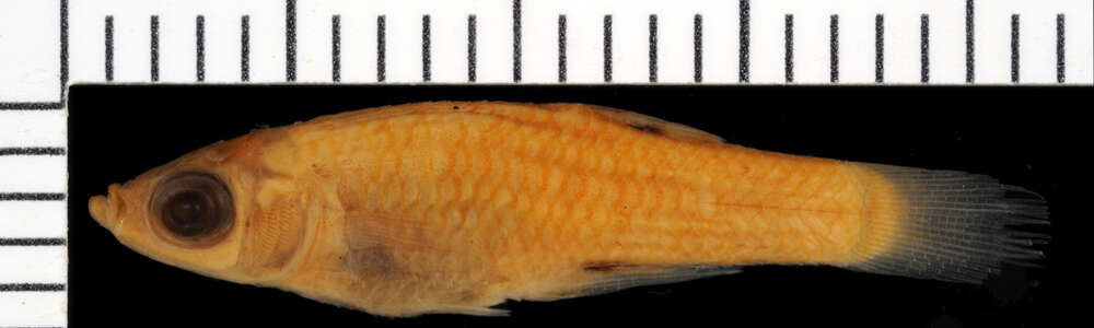 Image of Metallic Topminnow