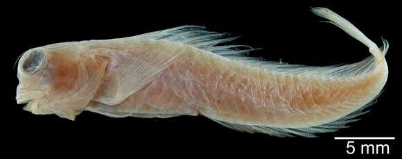 Image of Snow blenny