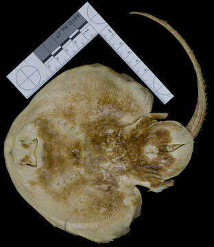 Image of Spinose skate