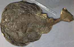 Image of electric ray