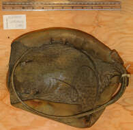 صورة Urogymnus granulatus (Macleay 1883)