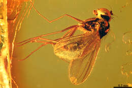 Plancia ëd Dolichopodidae