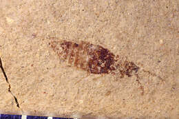 Image of <i>Mycetoporus demersus</i> Scudder 1900