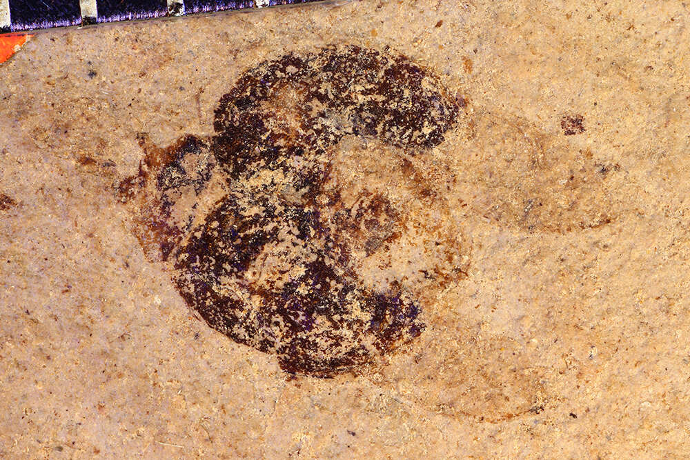 Image of Coccinelloidea