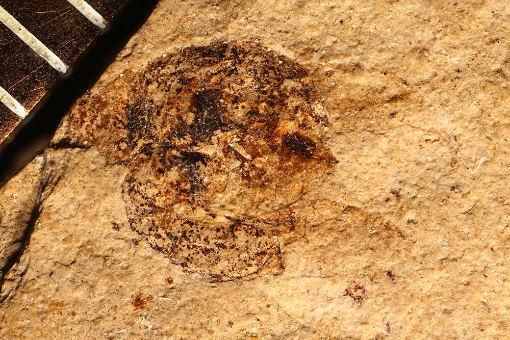 Image of Coccinelloidea