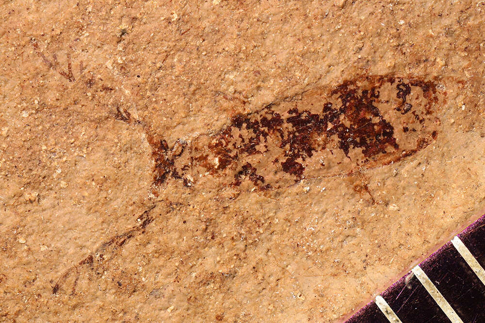 Image of Miocaenia
