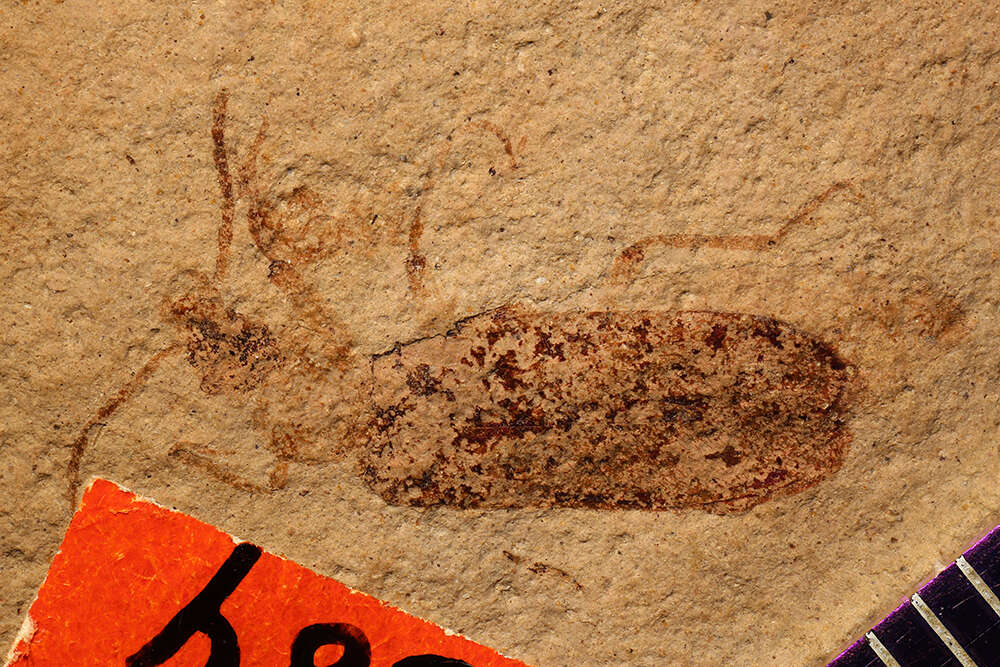 Image of <i>Copidita miocenica</i> Wickham 1914