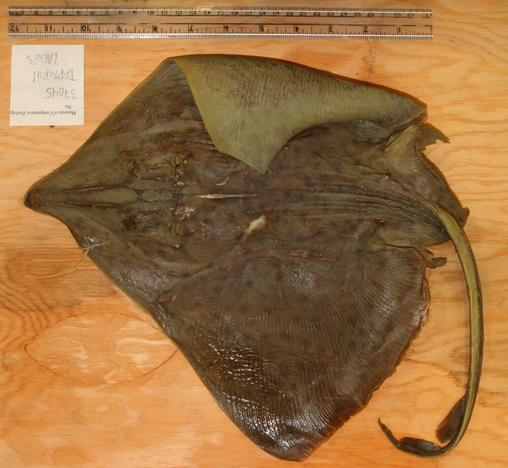 Image of Barndoor Skate