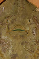 Image of Barndoor Skate