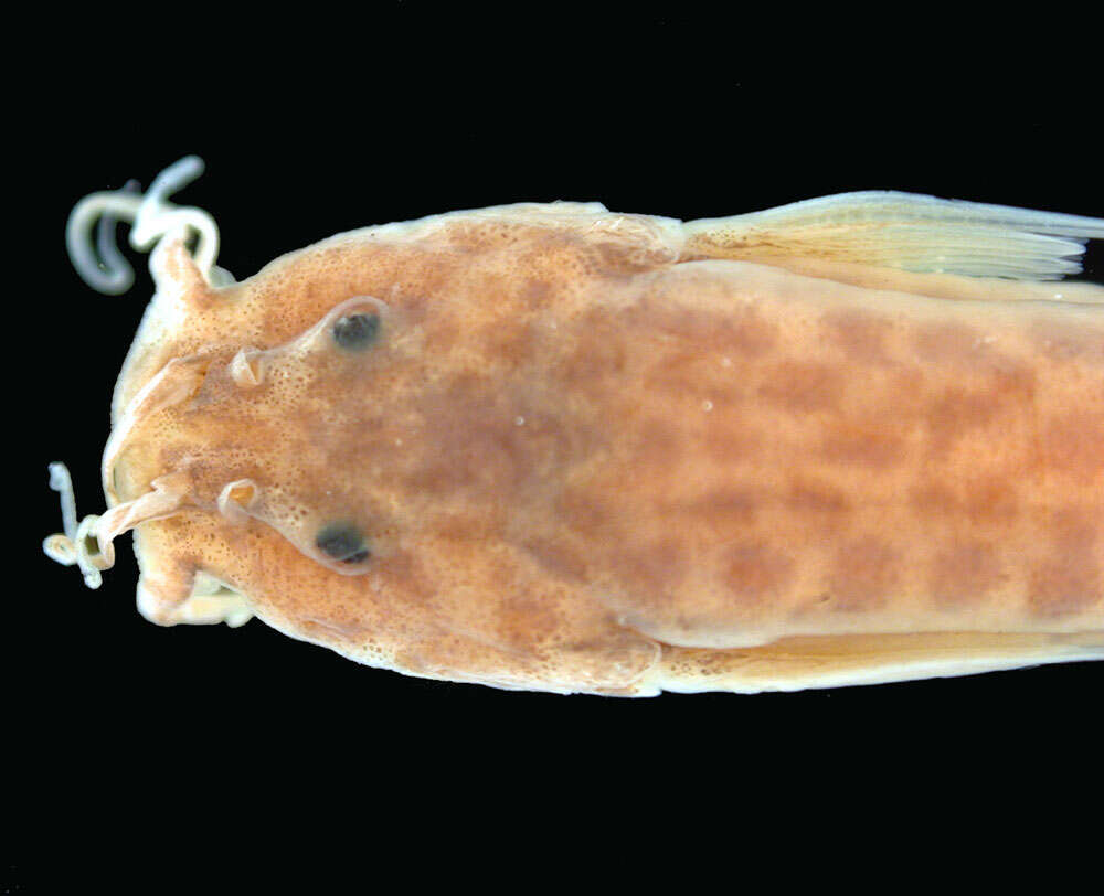 Sivun Trichomycterus maracaiboensis (Schultz 1944) kuva