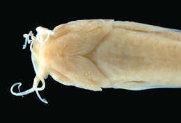 Sivun Trichomycterus maracaiboensis (Schultz 1944) kuva