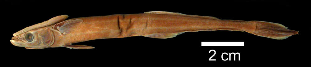 Слика од Phtheirichthys