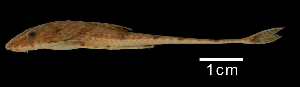 Image of Fonchiiichthys rupestris (Schultz 1944)