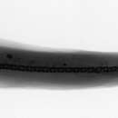 Image of Trichomycterus motatanensis (Schultz 1944)