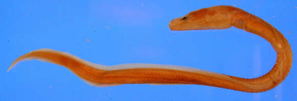 Image of Common false moray