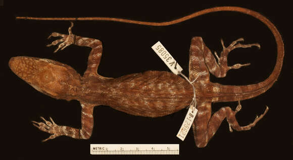 Image of Anolis baleatus scelestus Schwartz 1974