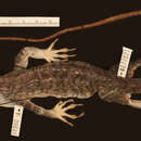 Image of Anolis baleatus sublimis Schwartz 1974