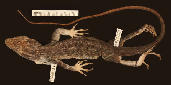 Image of Anolis baleatus sublimis Schwartz 1974