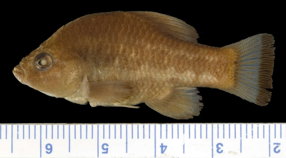 Image of Parras pupfish