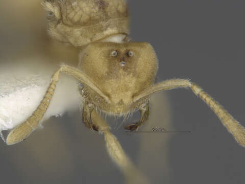 Image of Acropyga epedana Snelling 1973