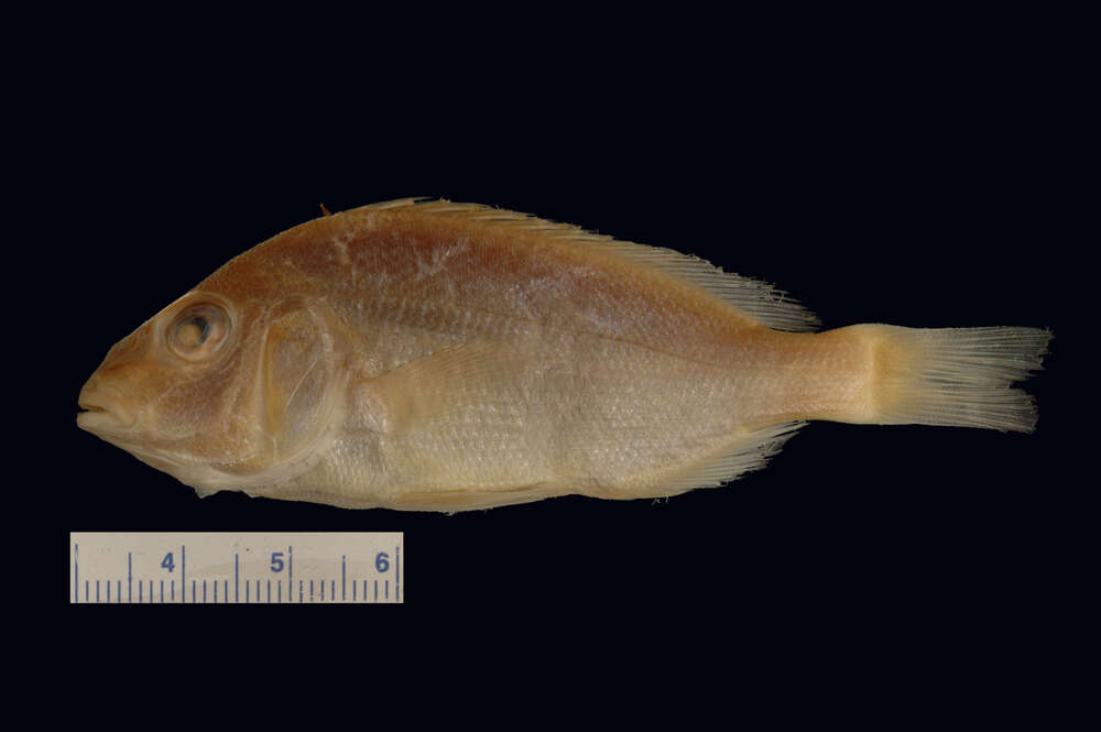 Image of Pigfish