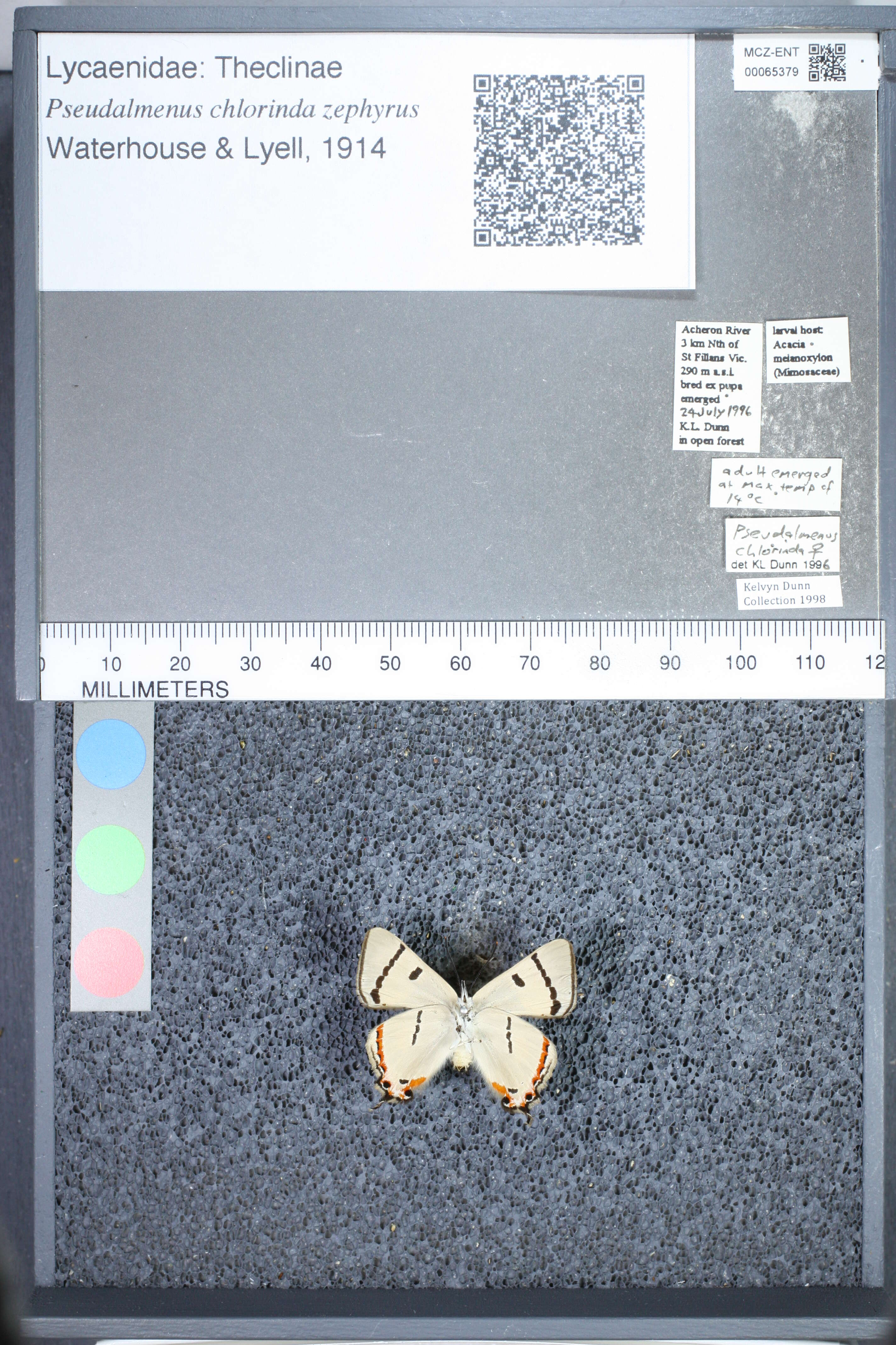 Image de <i>Pseudalmenus chlorinda zephyrus</i>