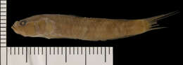 Image of Lucretia&#39;s goby