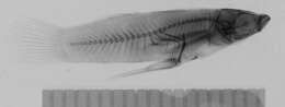 Image of Mosquito fish