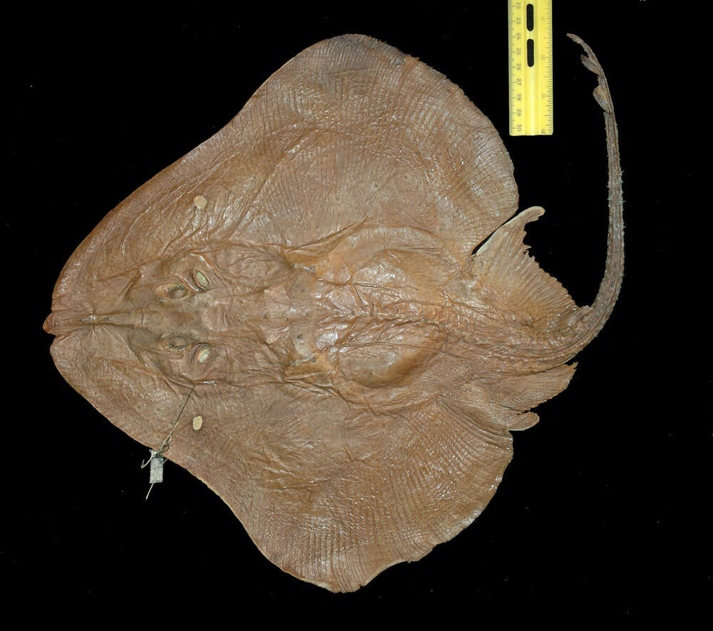 Plancia ëd Dactylobatus