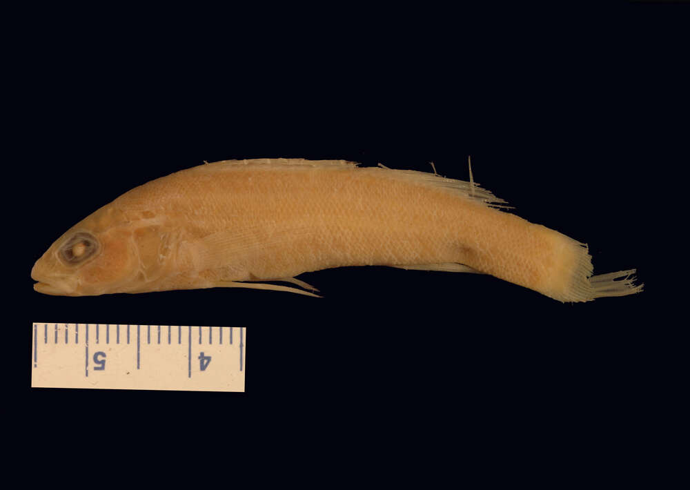 Etheostoma punctulatum (Agassiz 1854)的圖片