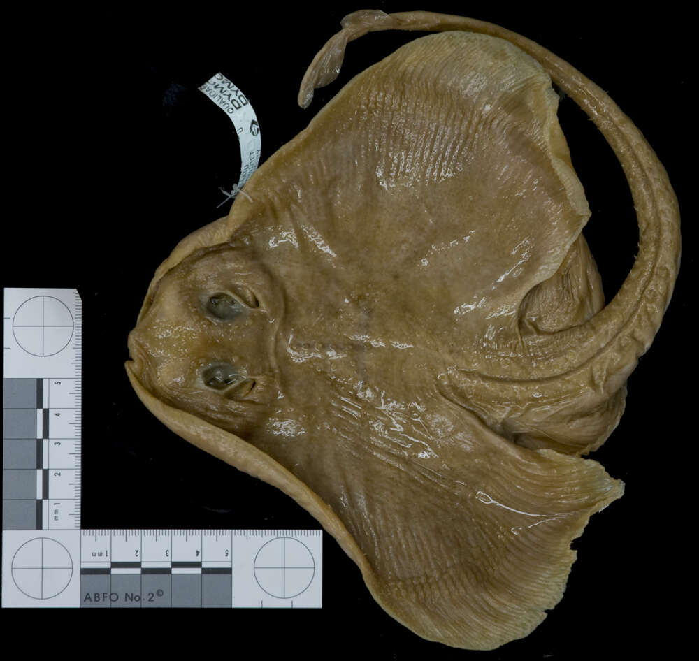 Image of Blacknose skate