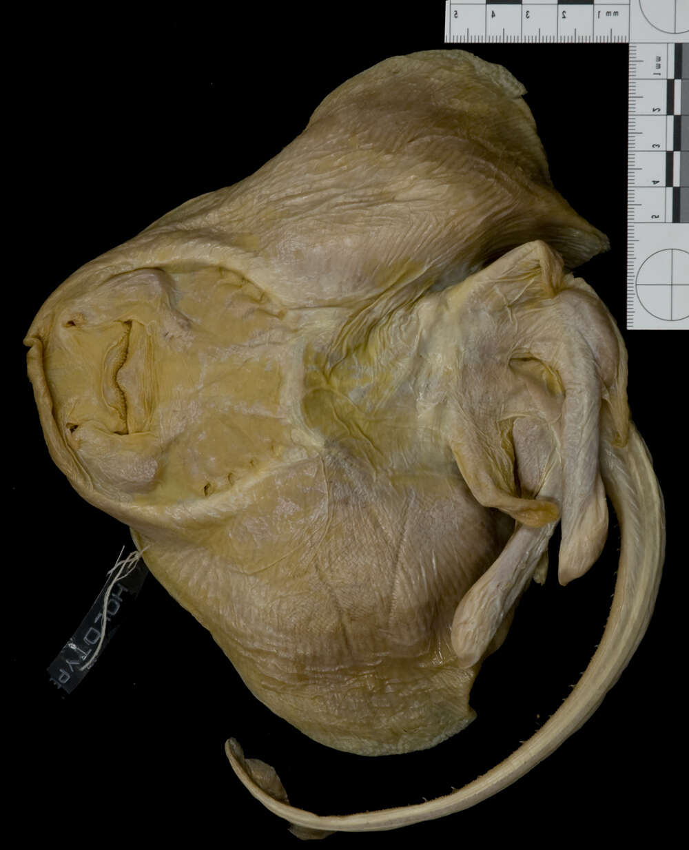 Image of Blacknose skate