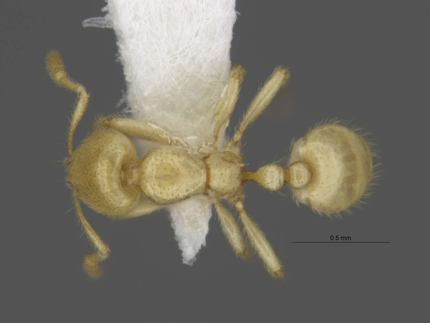 Image of Solenopsis pergandei Forel 1901