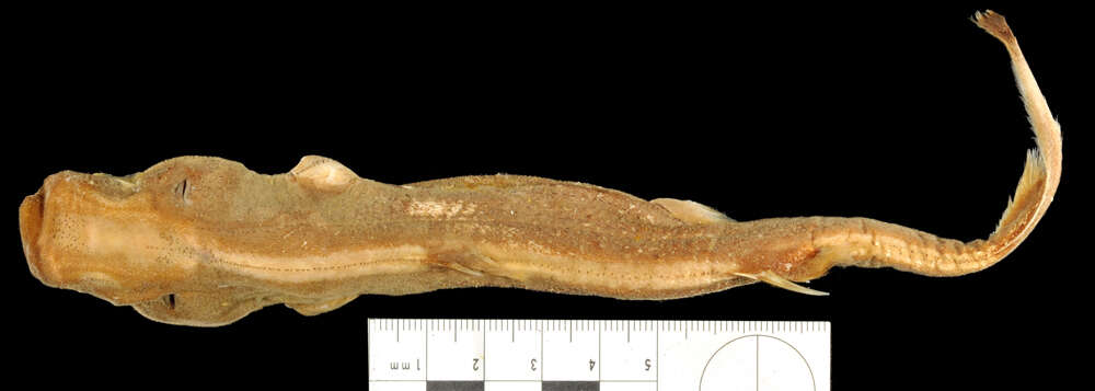 Image of West Indian Lanternshark