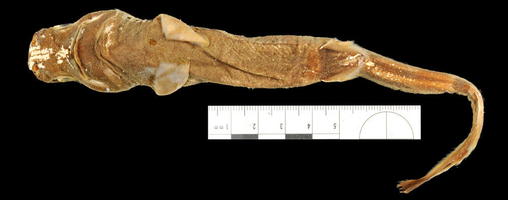 Image of West Indian Lanternshark