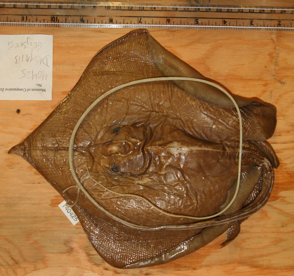 Image of Sharpsnout Stingray