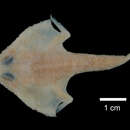 Image of Atlantic triangular batfish