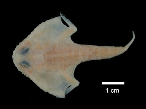 Image of Atlantic triangular batfish