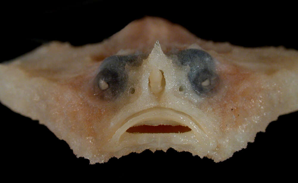Image of Atlantic triangular batfish