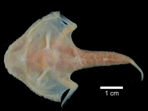 Image of Atlantic triangular batfish