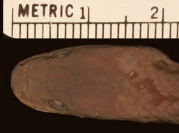 Image of Oxyrhopus clathratus A. M. C. Duméril, Bibron & A. H. A. Duméril 1854