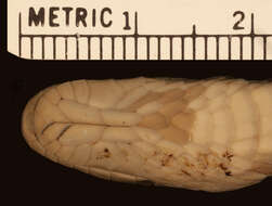 Image of Oxyrhopus clathratus A. M. C. Duméril, Bibron & A. H. A. Duméril 1854