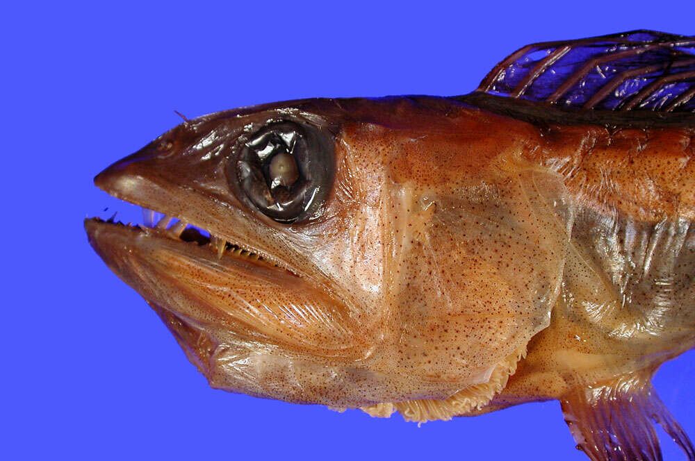 Image of Lancet fish
