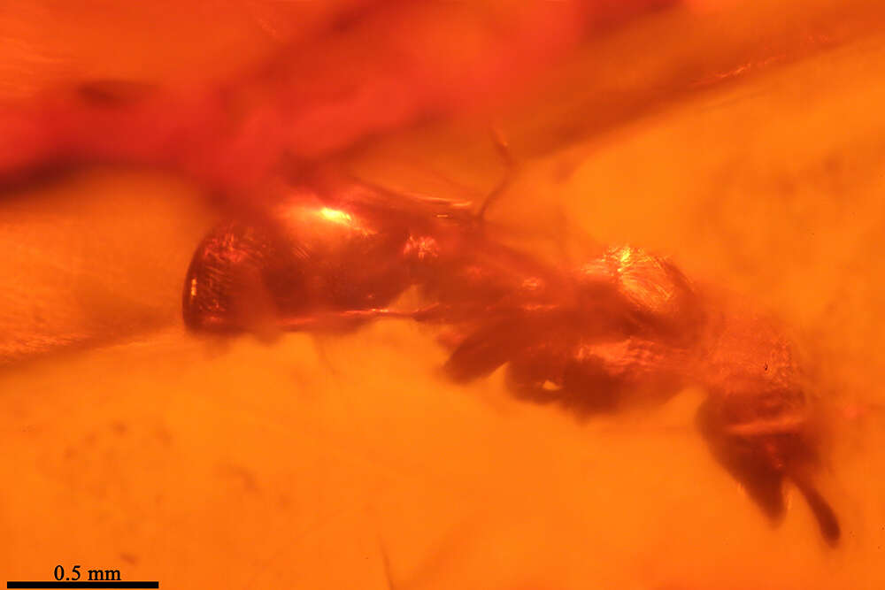 Image of Ilemomyrmex