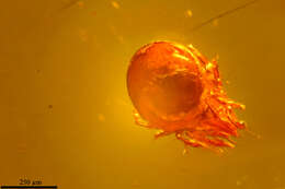 Image of oribatid mites