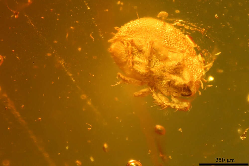 Image of oribatid mites